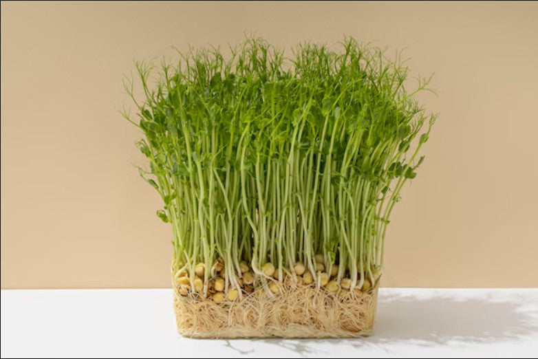 Organic Alfalfa Grass