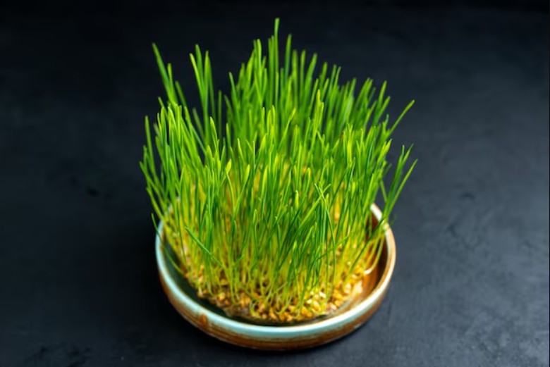 Organic Barley Grass