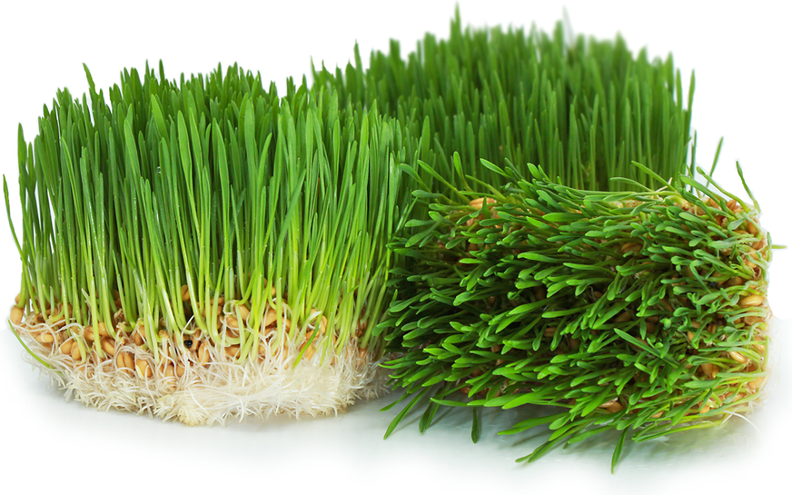 Organic Wheat Grass